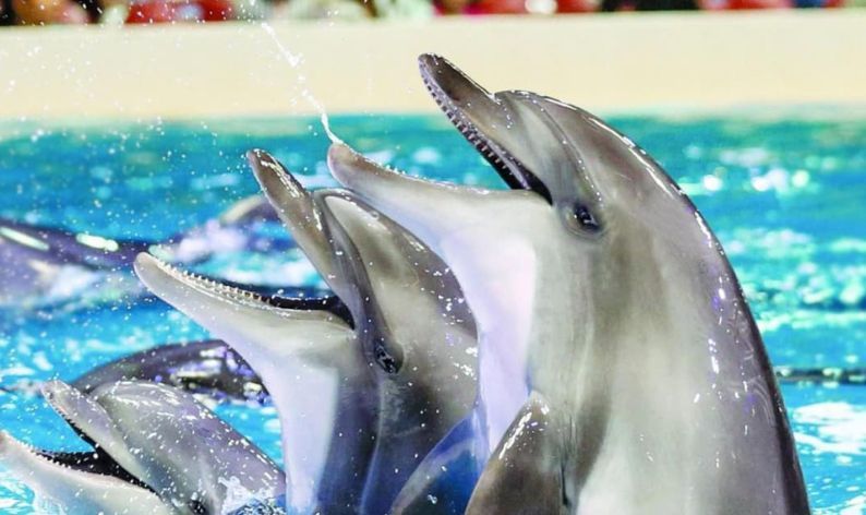 Dolphinarium Dubai
